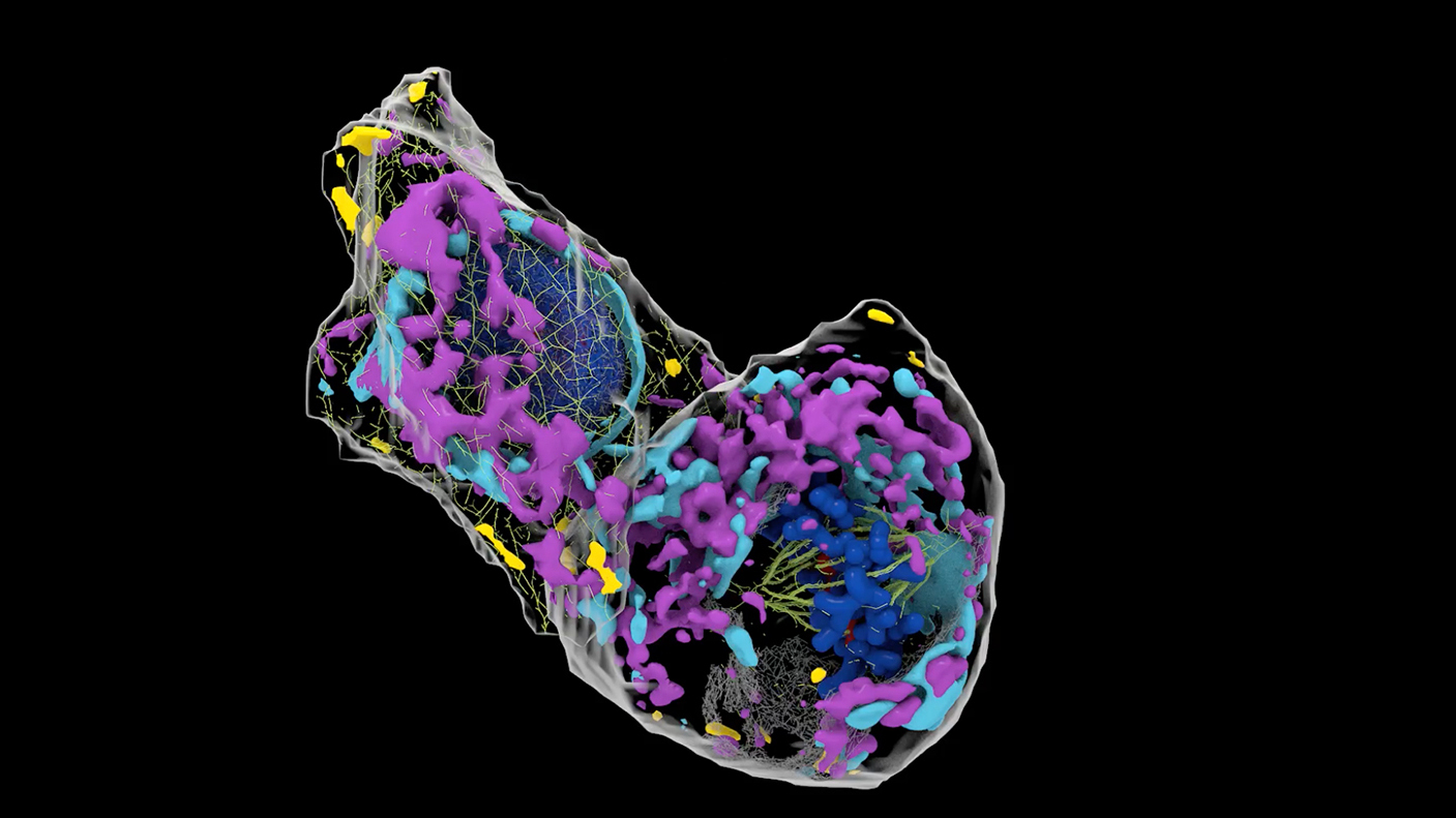 A 3D model of two live human stem cells, with colors representing the cells' various internal structures. Courtesy of Allen Institute