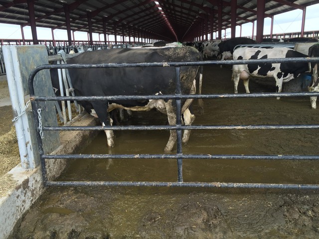 Environmental and rural advocacy groups say photos taken at Lost Valley Farm show the farm poses animal welfare problems and raise potential water quality concerns.