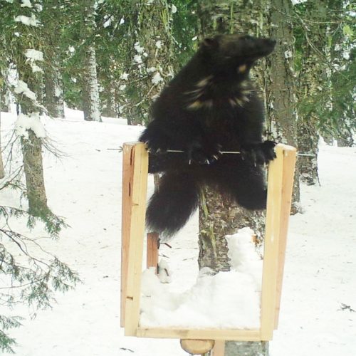 An unknown male wolverine was spotted at a wildlife monitoring station. Courtesy of the Cascades Carnivore Project