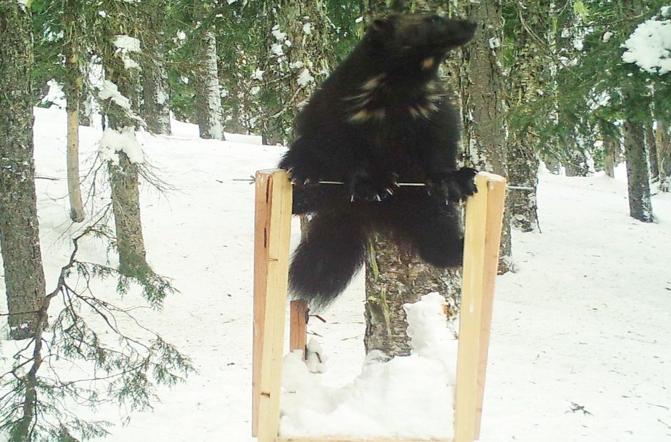 An unknown male wolverine was spotted at a wildlife monitoring station. Courtesy of the Cascades Carnivore Project