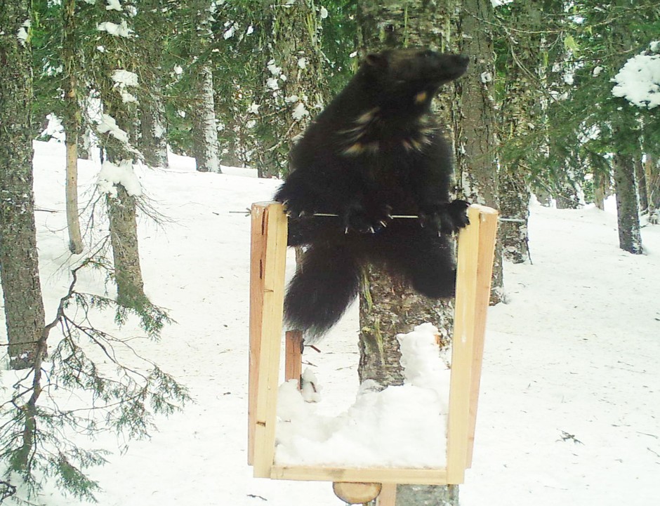 An unknown male wolverine was spotted at a wildlife monitoring station. Courtesy of the Cascades Carnivore Project
