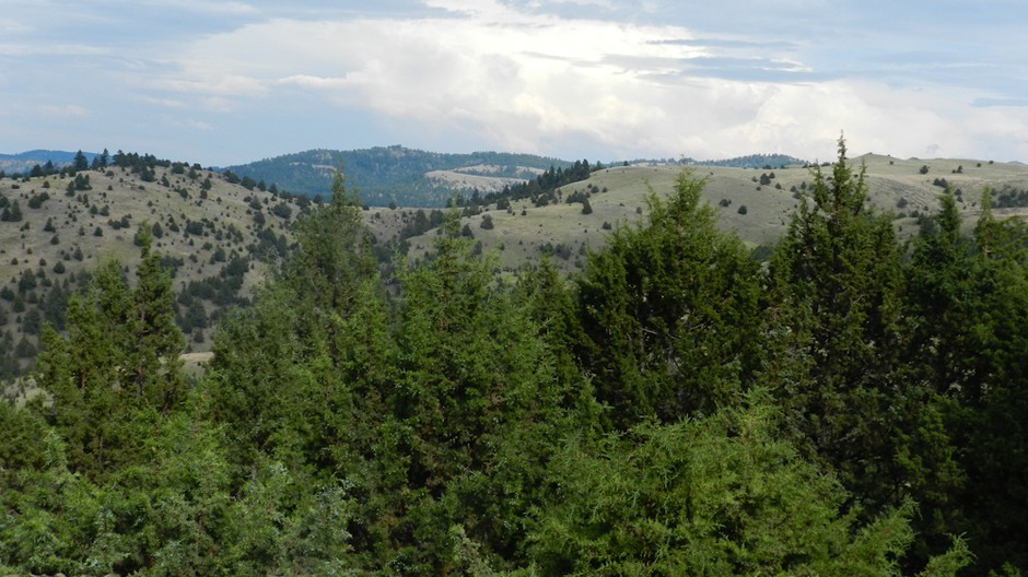 Juniper were once sparse on the Central and Eastern Oregon landscape. Due to fire supression and grazing, the trees are 10 times as dense as they were in 1870. CREDIT: AMELIA TEMPLETON