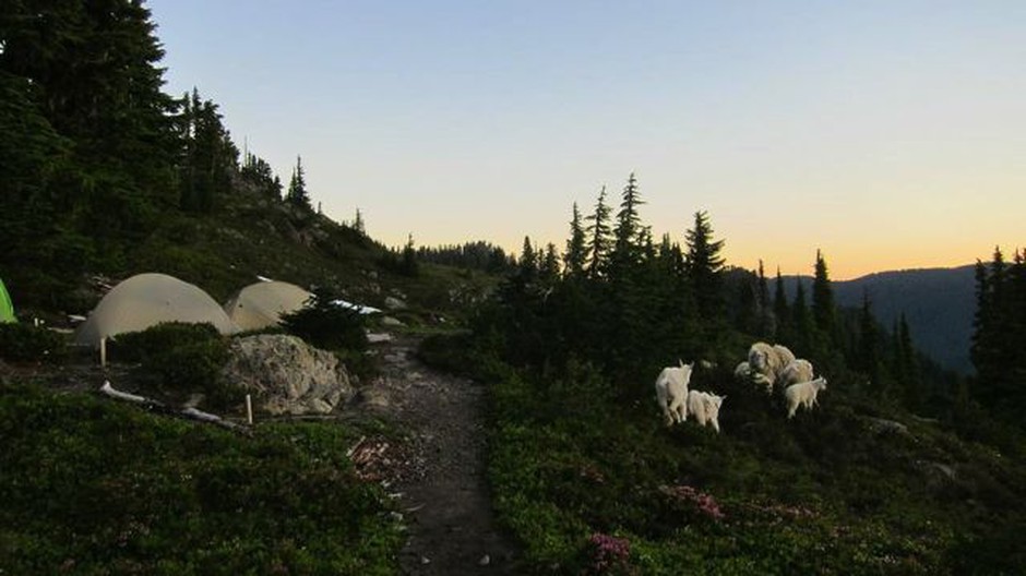 Mountain goats entering a campsite in Olympic National Park. CREDIT: MAUREEN PARK
