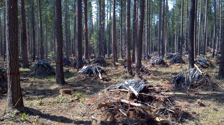 Forest thinning, such as this work done in the Umpqua National Forest in Oregon, may be of value for some purposes but will also increase carbon emissions to atmosphere, researchers say. CREDIT: OREGON STATE UNVERSITY