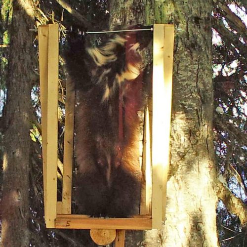 For the first time in recent history, a mother wolverine has been spotted in the southern part of Washington's Cascade Mountains. Courtesy of the Cascades Carnivore Project