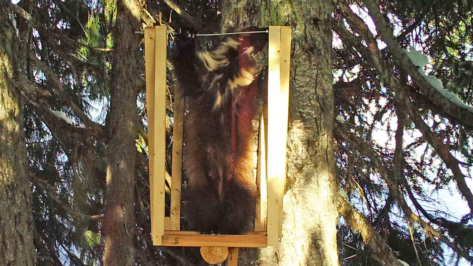 For the first time in recent history, a mother wolverine has been spotted in the southern part of Washington's Cascade Mountains. Courtesy of the Cascades Carnivore Project