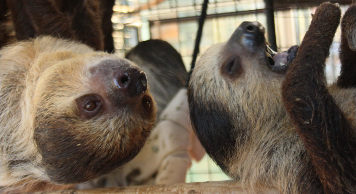 Two-toed sloths at the ZWCC Sloth Center in Rainier, Oregon, in 2014. CREDIT: STEVEN FRIEDERICH
