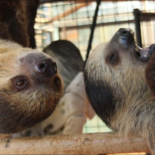 Two-toed sloths at the ZWCC Sloth Center in Rainier, Oregon, in 2014. CREDIT: STEVEN FRIEDERICH