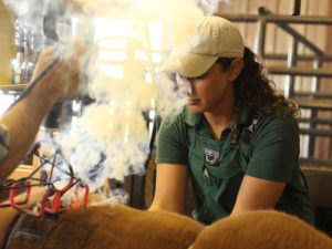 Veterinarian Karen Chandler works quickly to castrate young male calves. CREDIT: Esther Honig/Harvest Public Media