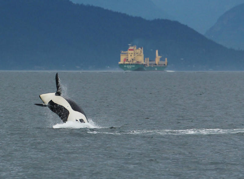 Operators and pilots of big ships are again being asked to slow down in the Haro Strait, between Washington state and British Columbia. CREDIT: JOAN LOPEZ / ECHO