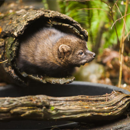 A captive fisher at Northwest Trek Wildlife Park. CREDIT: INGRID BARRENTINE / NORTHWEST TREK WILDLIFE PARK