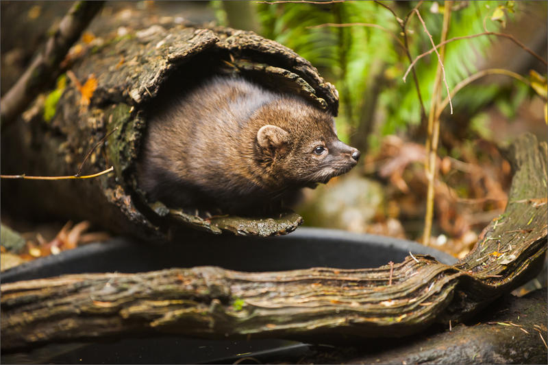 A captive fisher at Northwest Trek Wildlife Park. CREDIT: INGRID BARRENTINE / NORTHWEST TREK WILDLIFE PARK