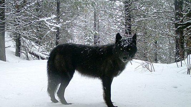 A wolf of the Wenaha Pack captured ona remote camera on U.S. Forest Service land in northern Wallowa County. CREDIT: OREGON DEPARTMENT OF FISH AND WILDLIFE