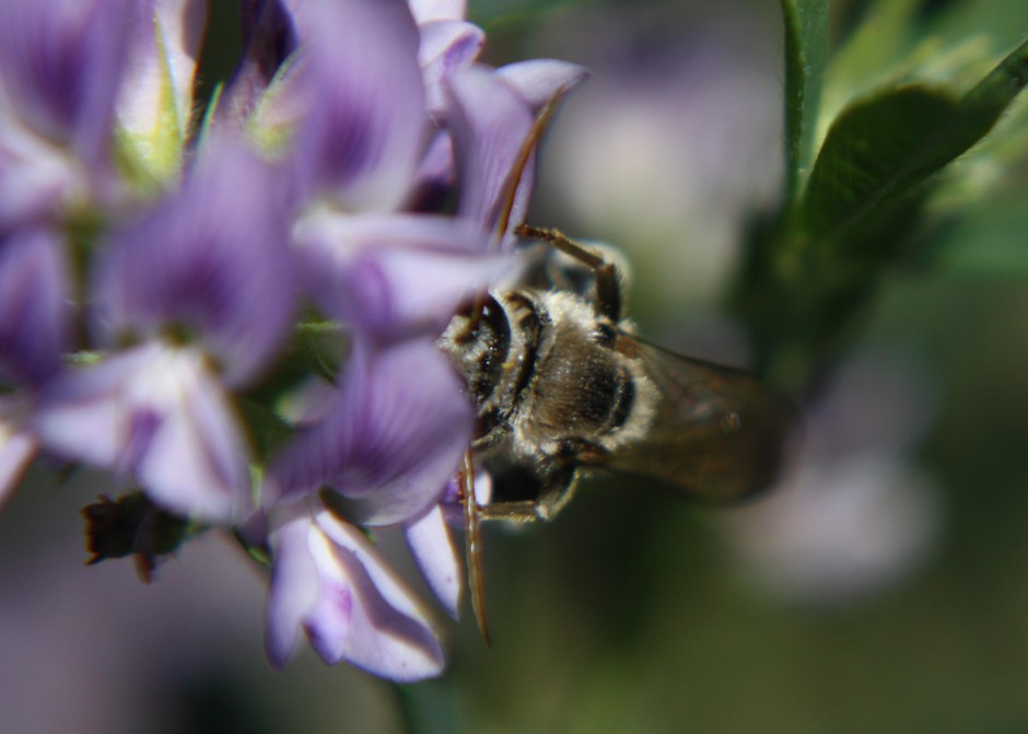 The alkali bee has to "trip" the alfalfa flower's lower petal to access its pollen, receiving a floral bop on the head from the stamen. CREDIT: DOUG WALSH