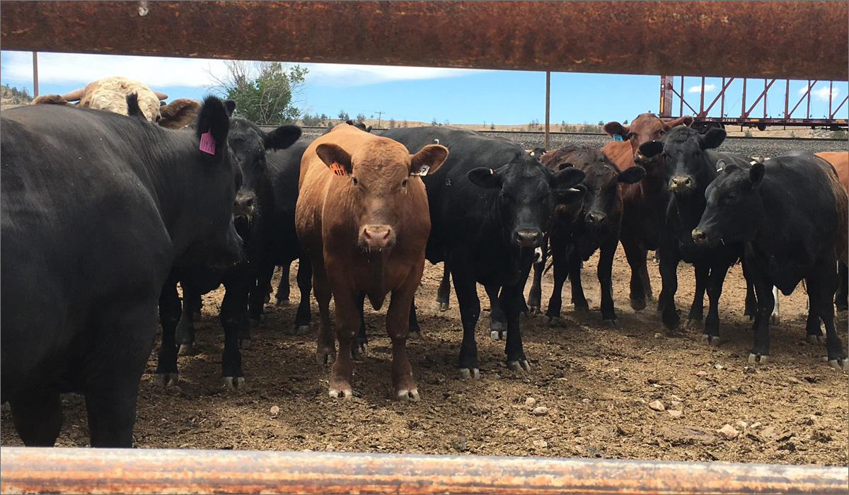 Curious beef cattle peer through the rails of their pen at a stranger outside of Madras, Oregon. Cattle prices may drop from lost export markets and cheap pork prices because of the Trump administration's trade wars. CREDIT: ANNA KING