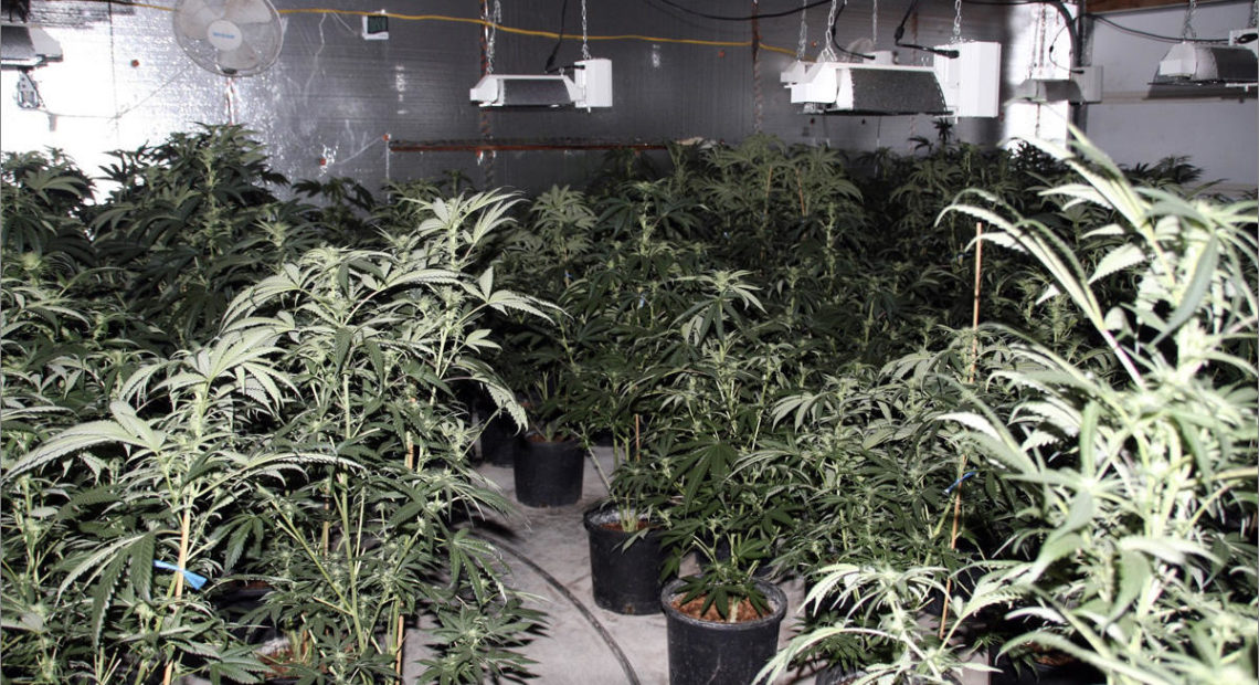 Living rooms and bedrooms were found filled with marijuana plants in different stages of maturity.