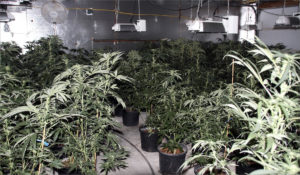 Living rooms and bedrooms were found filled with marijuana plants in different stages of maturity.