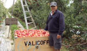 Rob Valicoff, a Yakima-area orchardist and farmer is backing the largest farmworker housing complex in the state. Courtesy of Valicoff Farms