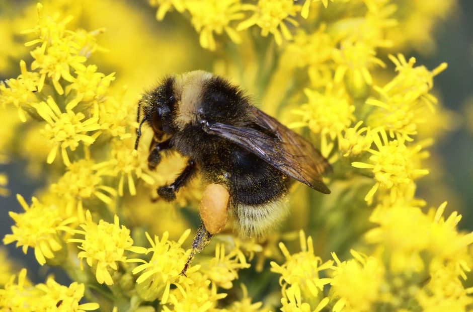 Rich Hatfield/The Xerces Society via AP