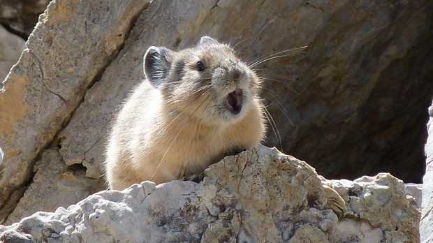 An American pika making its distinctive call.