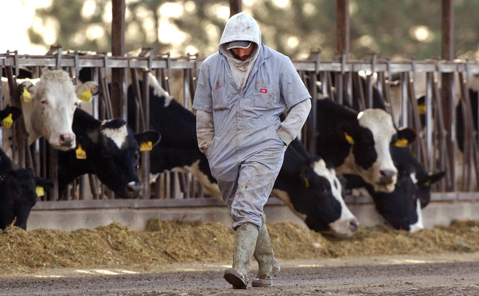 A worker walks past dairy cows in Yakima County in 2003. Yakima County has the most dairy cows in Washington state. CREDIT: ELAINE THOMPSON