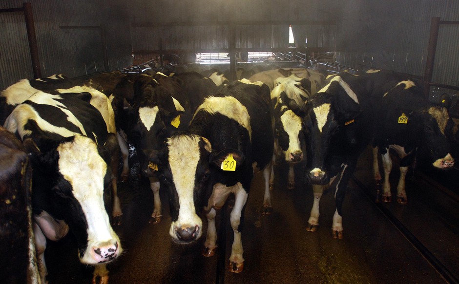 Oregon dairy cows wait to be milked. CREDIT: JEFF BARNARD
