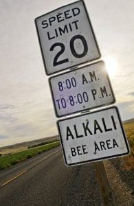 During the alkali bee season in June, speed limits are lowered on country roads around Walla Walla County. CREDIT: ZACH MAZUR