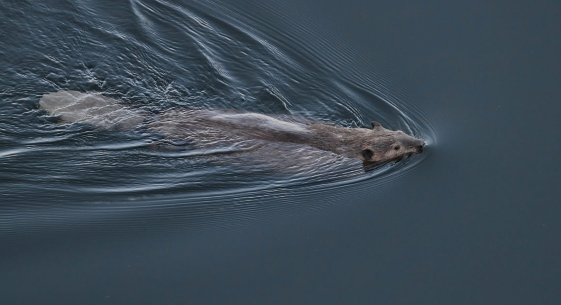 Beavers are known as "ecosystem engineers," species that make precise and transformative changes to their lived environment.