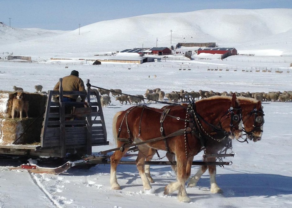 Rancher Dave McEwen feeds his sheep flock during the middle of a Montana winter. McEwen said he is concerned about grizzly bears moving east in his state, toward his home. Photo courtesy of Dave McEwen