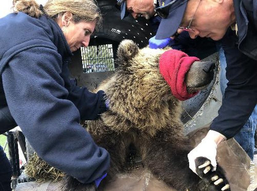 Montana officials immobilization and processing a male grizzly bear that they’re transporting to a remote location. The 3-year-old bear had been wandering close to homes and eating bird seed and garbage. Photo courtesy of Montana Fish, Wildlife and Parks