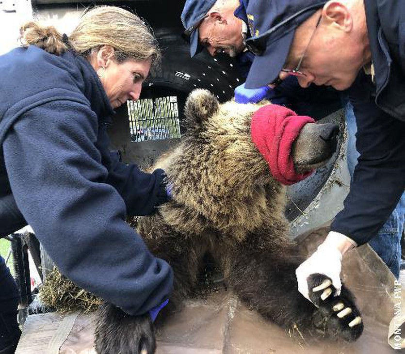 Montana officials immobilization and processing a male grizzly bear that they’re transporting to a remote location. The 3-year-old bear had been wandering close to homes and eating bird seed and garbage. Photo courtesy of Montana Fish, Wildlife and Parks