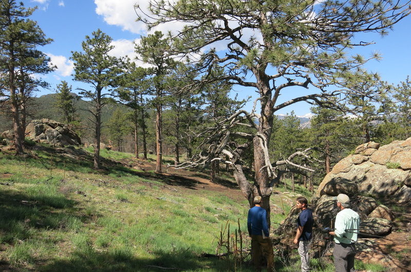 This is part of an 85-acre area of Hall Ranch that's been thinned and restored to be more like Colorado forests a century ago. CREDIT: GRACE HOOD