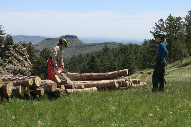 Boulder County Parks and Open Space cuts trees to thin forests, an effort to prevent wildfires from speading. Some of the trees are sold for firewood. CREDIT: GRACE HOOD