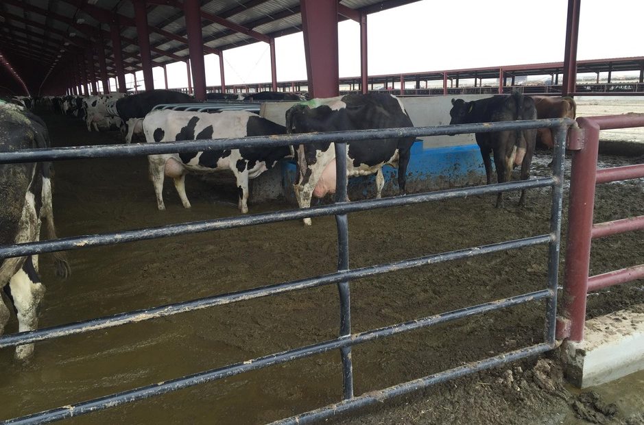 A controversial dairy in Oregon has been cited for numerous manure and waste violations. Many people are wondering how problems at Lost Valley Farms got so bad. Courtesy of Friends of Family Farmers