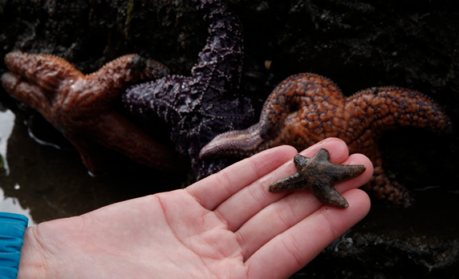 Malformed juvenile starfish in Puget Sound. CREDIT: KATIE CAMPBELL