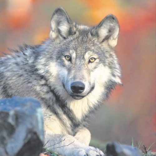 A gray wolf. (Credit: William Campbell)