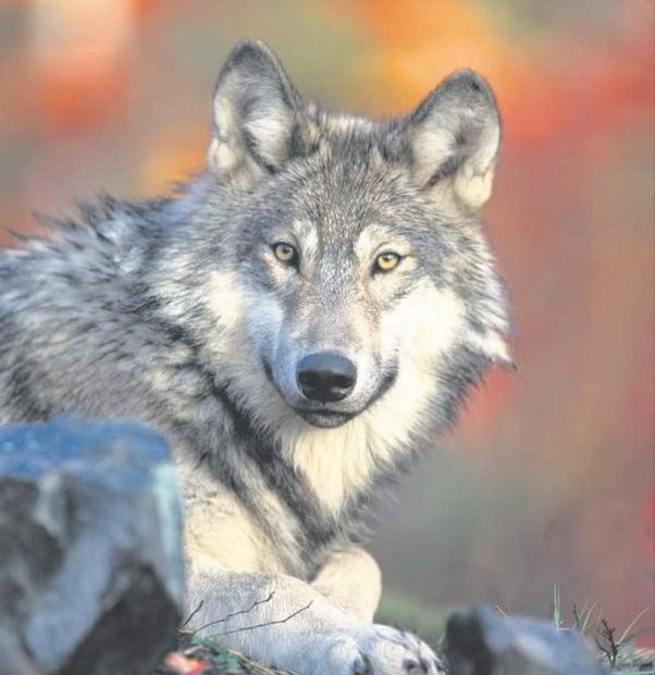 A gray wolf. CREDIT: WILLIAM CAMPBELL