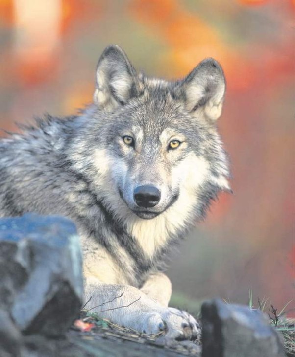 A gray wolf. CREDIT: WILLIAM CAMPBELL
