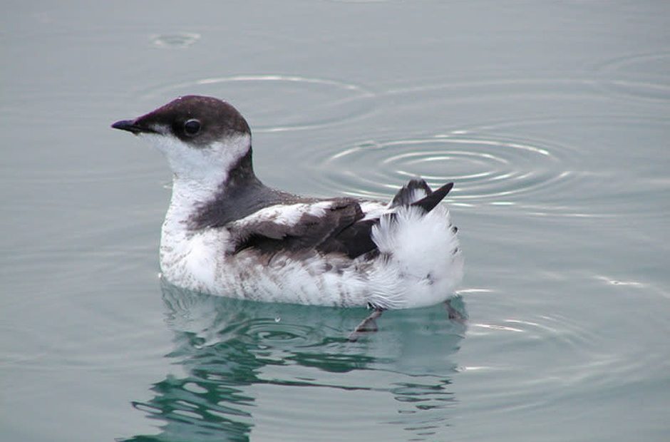 Marbled murrelets are seabirds that nest in older forests along the West Coast. CREDIT: RICH MCINTOSH