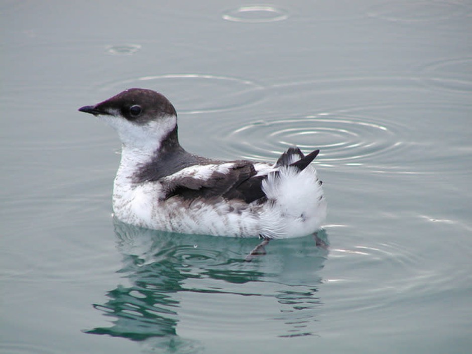 Marbled murrelets are seabirds that nest in older forests along the West Coast. CREDIT: RICH MCINTOSH
