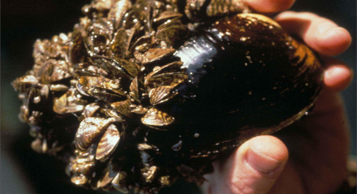 FIle photo of invasive zebra mussels attached to a native species. CREDIT: U.S. FISH AND WILDLIFE SERVICE