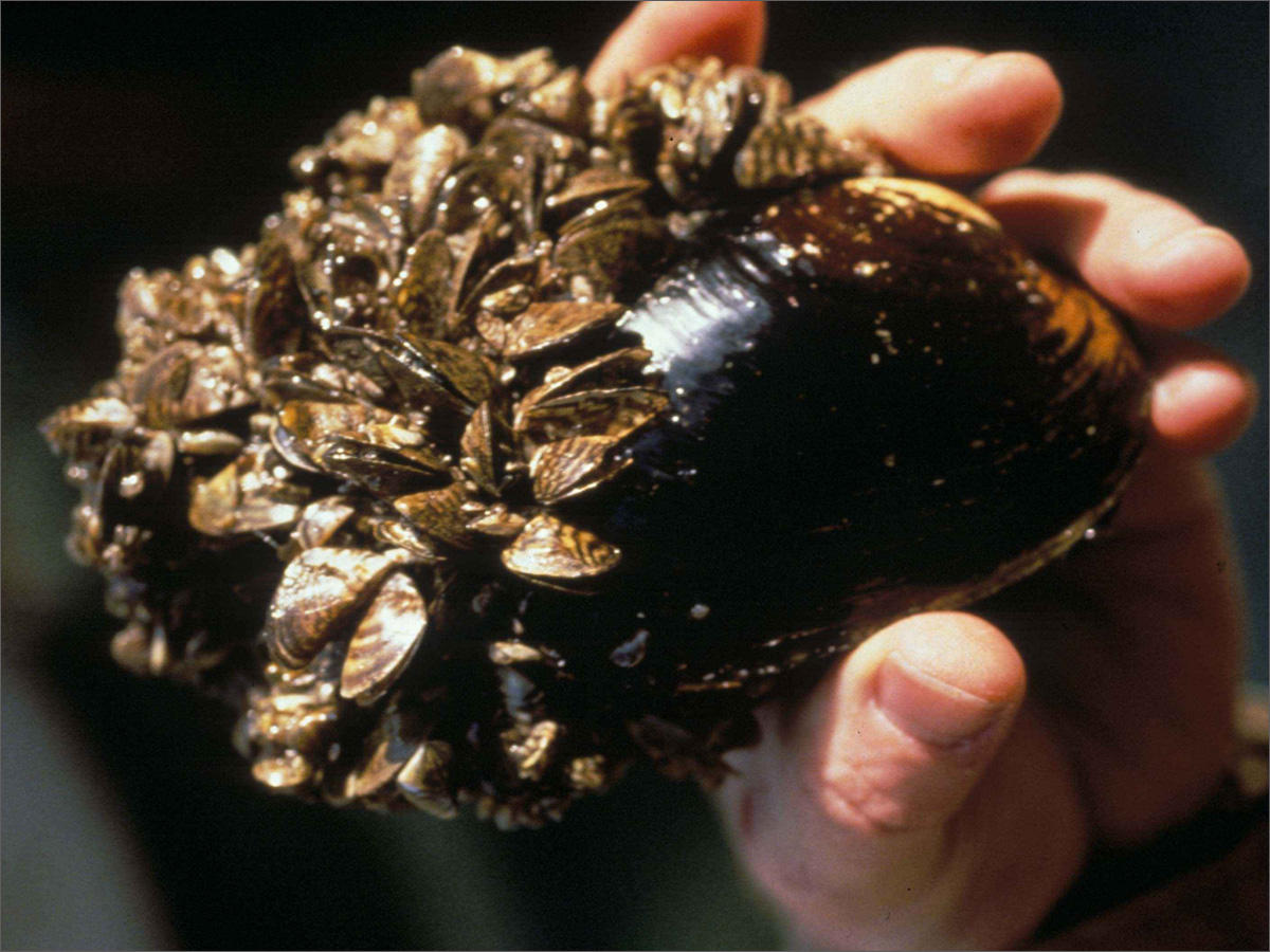 FIle photo of invasive zebra mussels attached to a native species. CREDIT: U.S. FISH AND WILDLIFE SERVICE