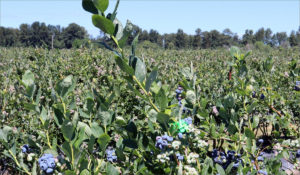 In broad daylight, the laser beam in not visible to the human eye, but you can see this green dot skitter across the berry-laden bushes. CREDIT: TOM BANSE