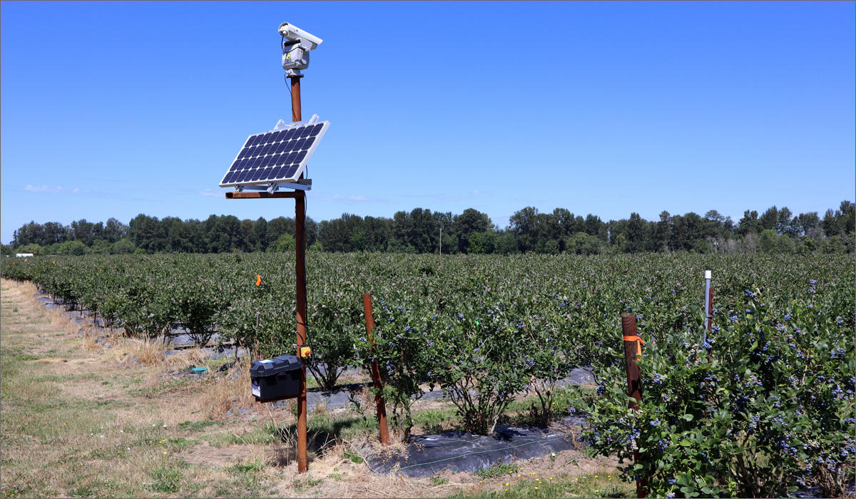 This laser unit is one of six that repel thieving birds from the blueberry fields of Meduri Farms near Jefferson, Oregon. CREDIT: TOM BANSE