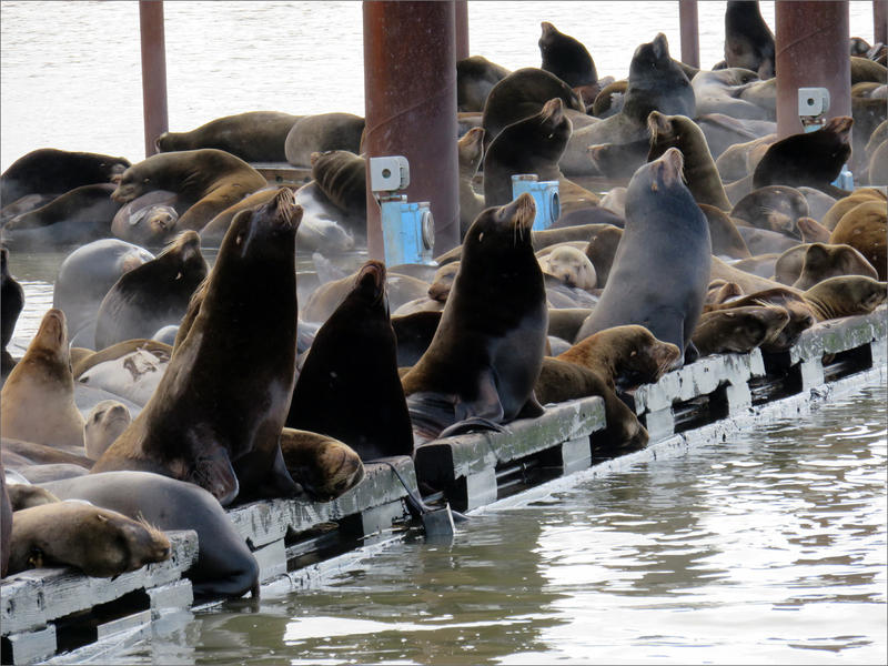 Sea lions rest at the mouth of the Columbia River before moving upriver to feast on seasonal salmon runs. CREDIT: TOM BANSE / NORTHWEST NEWS NETWORK