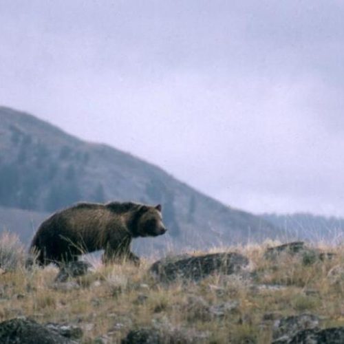 This undated file photo provided by the National Park Service shows a grizzly bear walking along a ridge in Montana.National Park Service CREDIT: NATIONAL PARK SERVICE