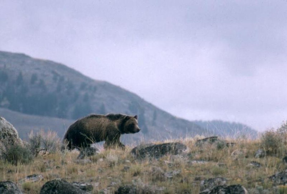 This undated file photo provided by the National Park Service shows a grizzly bear walking along a ridge in Montana.National Park Service CREDIT: NATIONAL PARK SERVICE