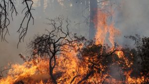 Manzanita and other low brush are targets of some prescribed burns in central Oregon. CREDIT: JES BURNS