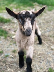 Baby Goat-Kid