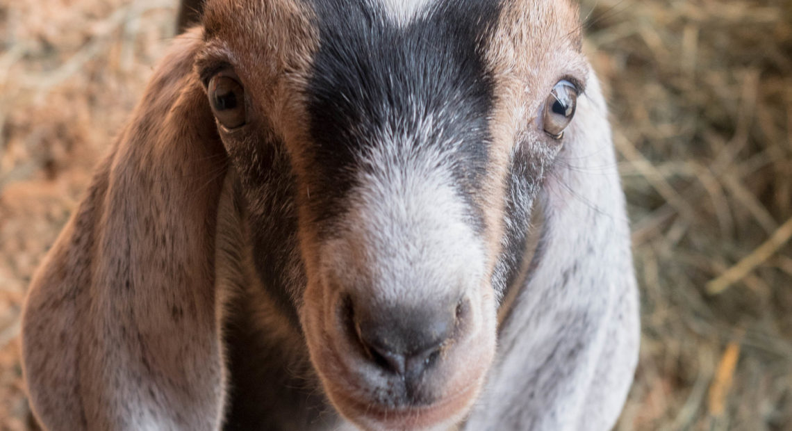 Sustaining Member Annie, Of Vashon Island, Rescues Goats - Northwest Public  Broadcasting